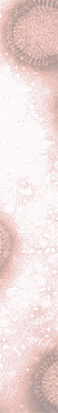 swine flu virus